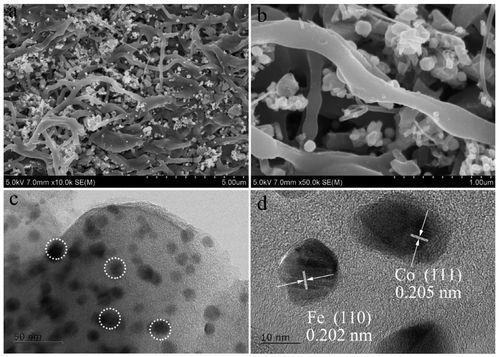 co-fe-cnfs催化劑在硫酸根自由基氧化技術及人體干細胞技術開發與應用中的前沿進展